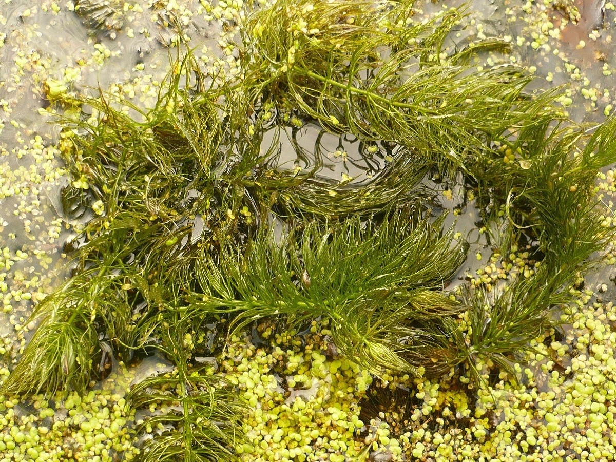 Ceratophyllum submersum (Ceratophyllaceae)